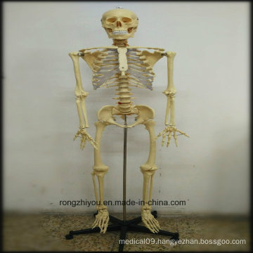 170cm Plastic Human Skeleton Model (Transparent thoracic) Biological Model Supplier